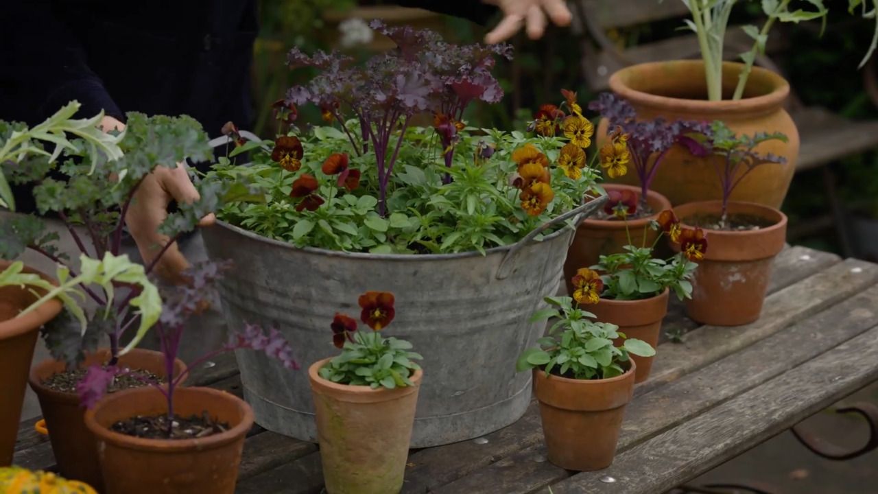 Arranging pots for autumn and winter