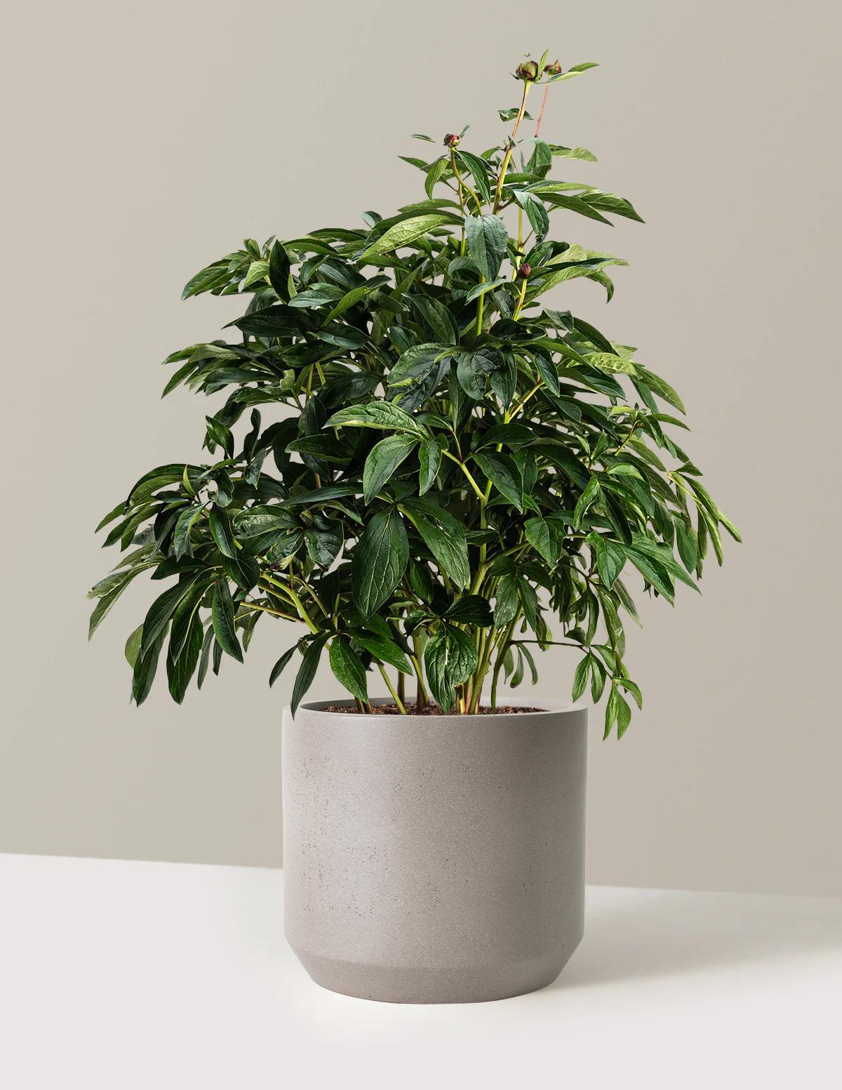A grey pot with a peony plant inside. The plant has not yet flowered. 
