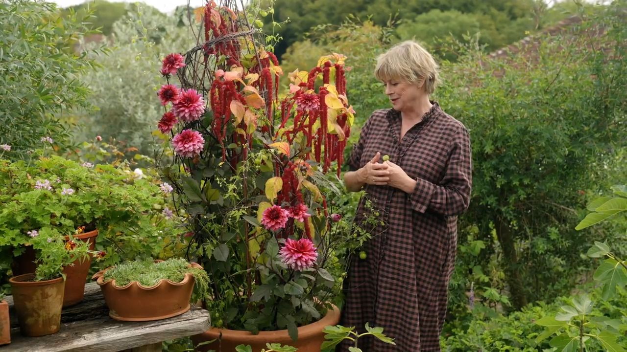 A whopper pot recipe with dahlias, amaranth, and cardiospermum