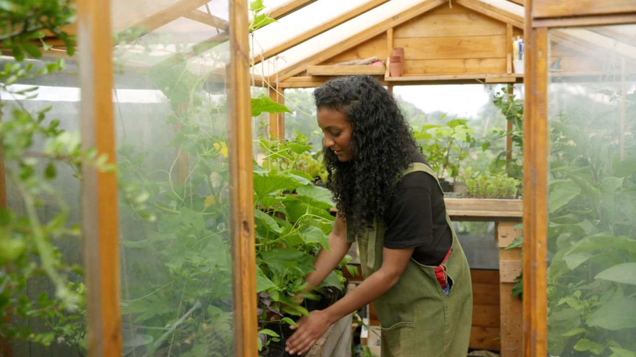 Growing in the greenhouse 