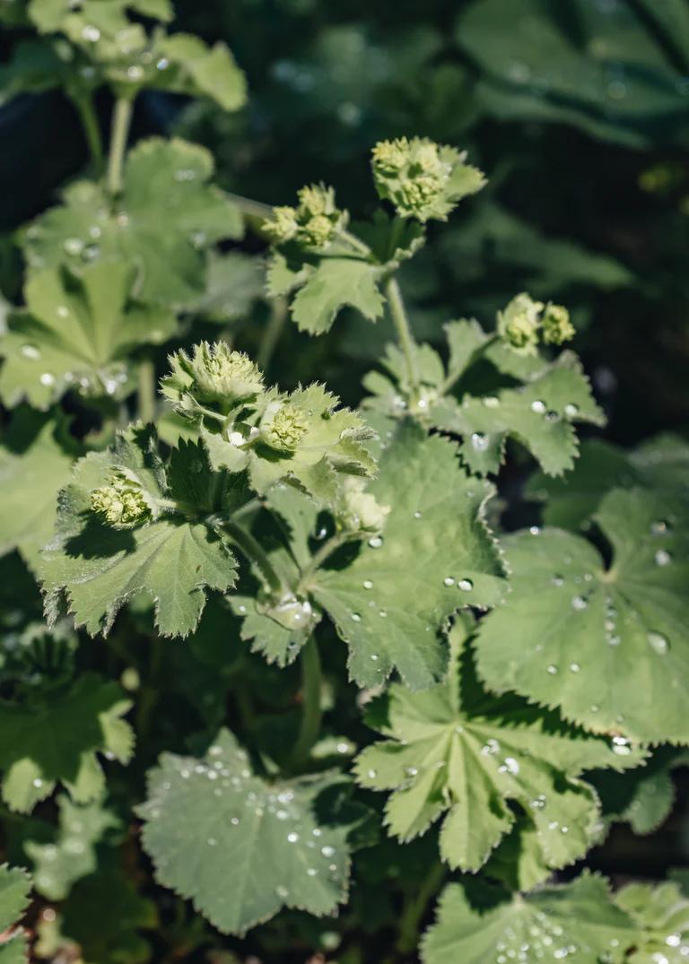 A close up of an Alchemilla mollis plant. The leaves are large and green with jagged edges, and within the leaves are small frilly green flowers. 