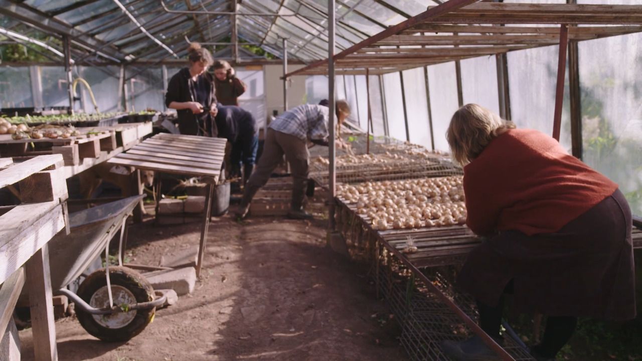 Jane’s favourite onion varieties 