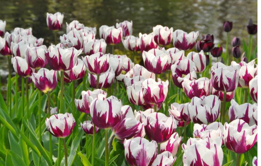 Rems Favourite Tulip