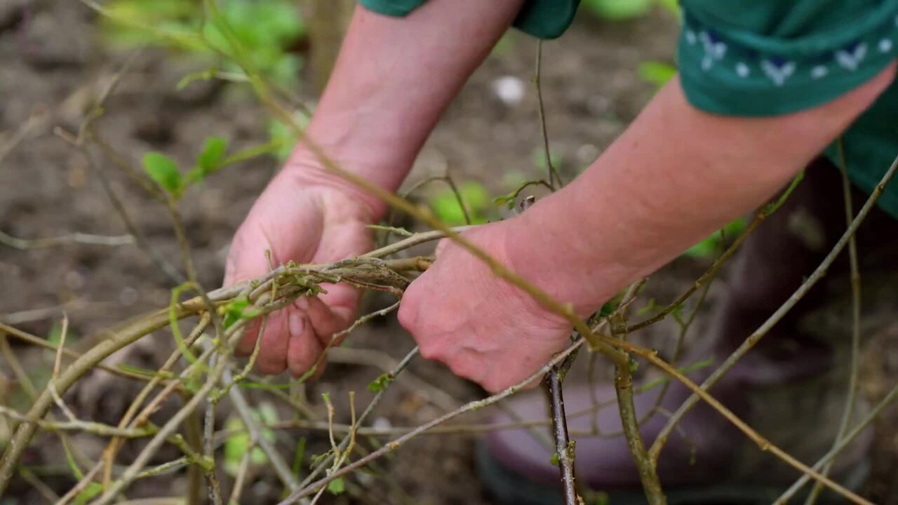 Supporting a dahlia with a hazel nest 