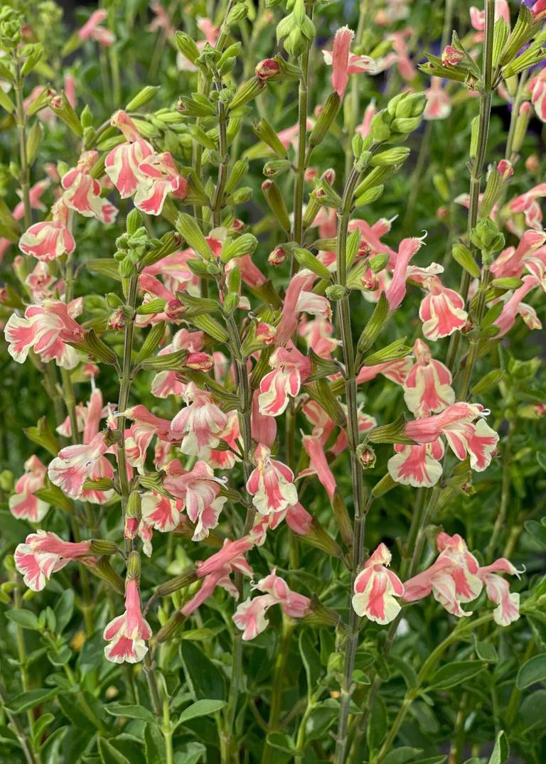 A flower, Salvia x jamensis 'Belle de Loire', a long stalked flower made up of many small red and yellow striped flowers along a central stem. 