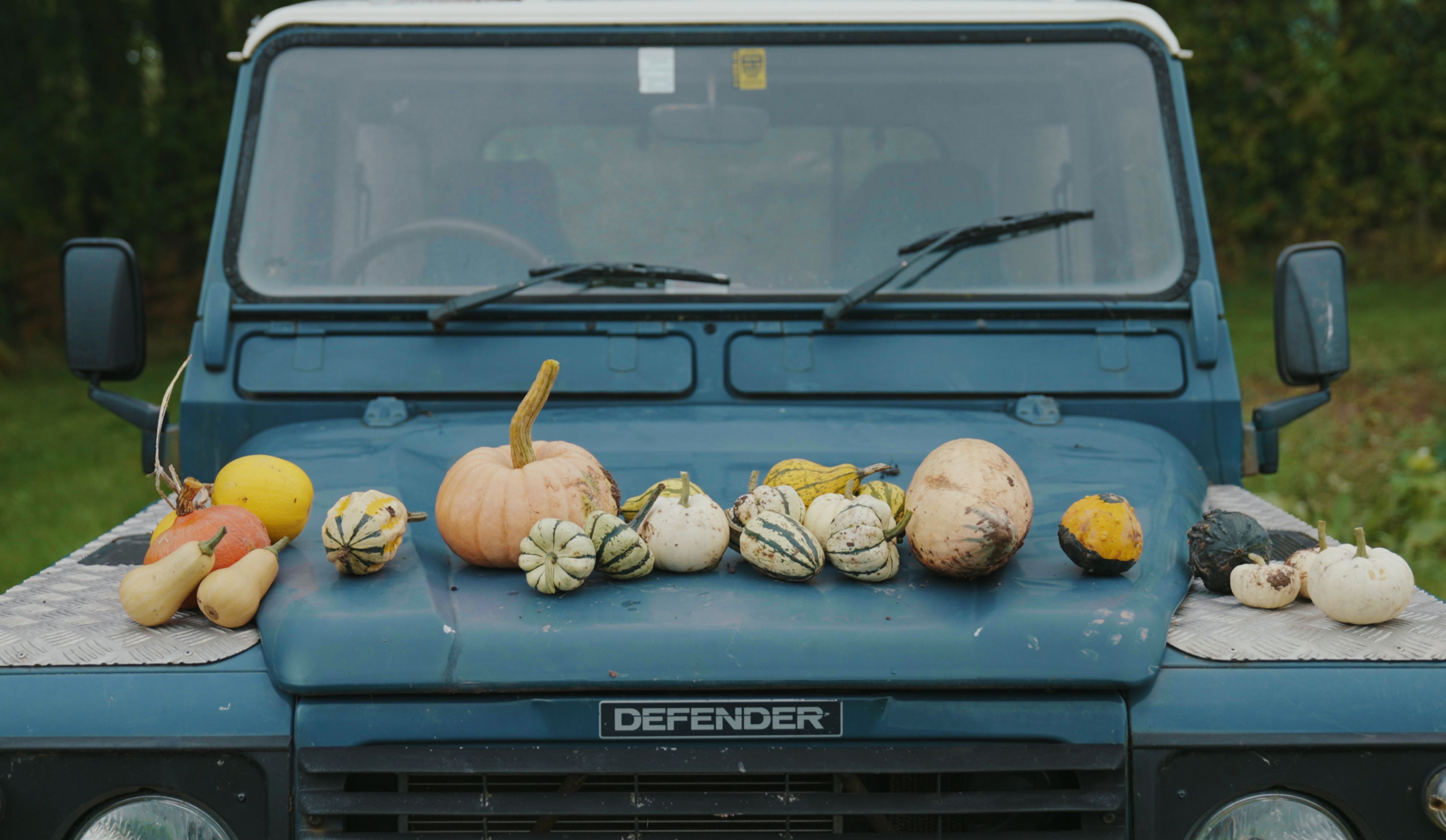 pumpkins and squashes