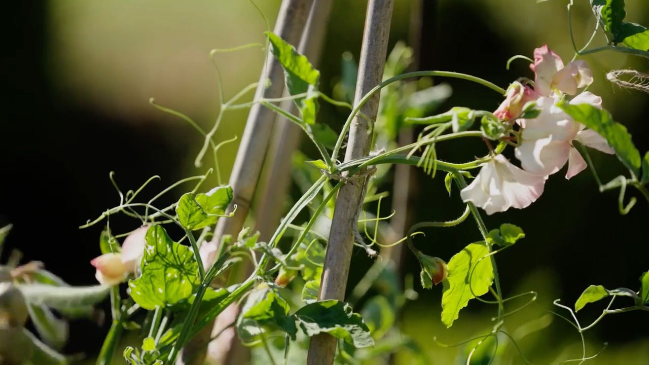 Sweet peas: Tying-in and collecting seeds
