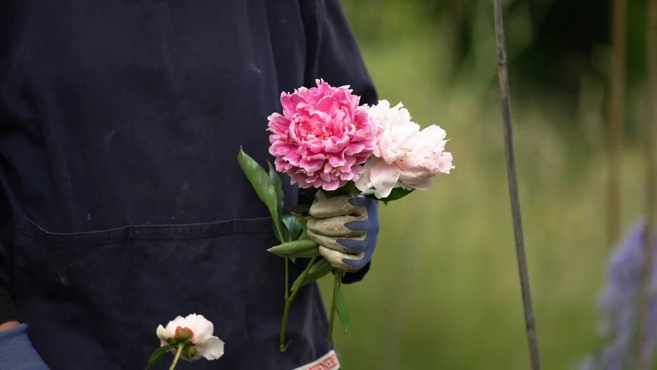 Picking peonies