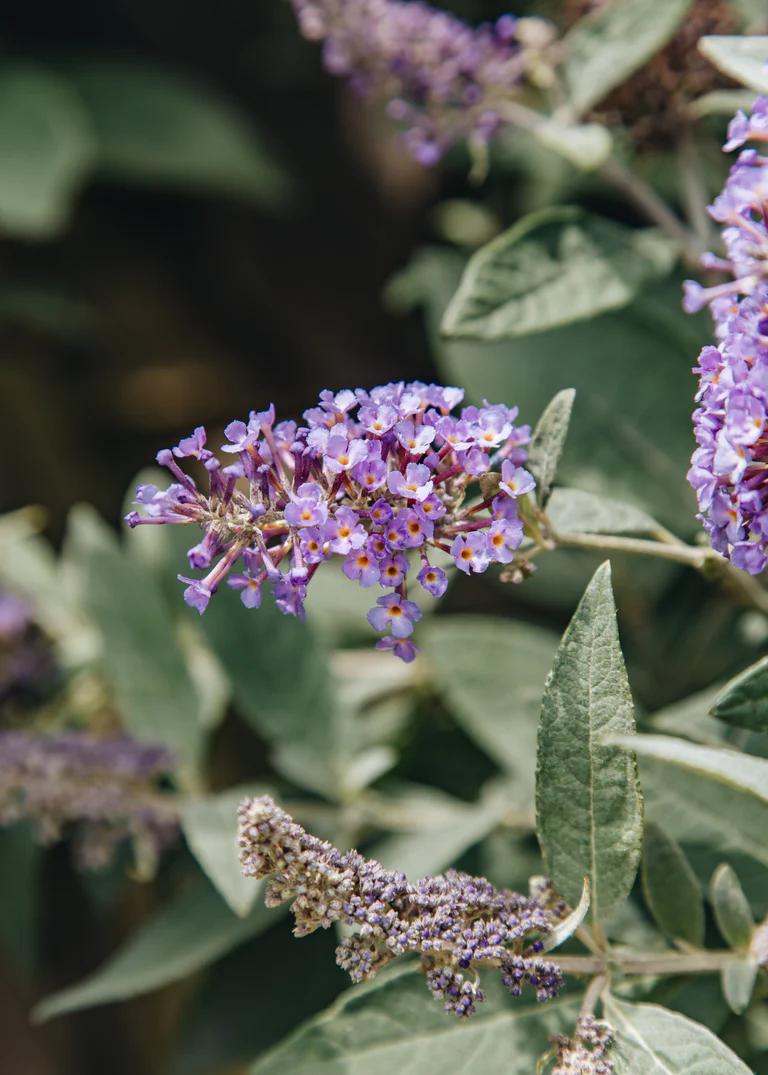 Buddleja Butterfly Candy Lila Sweetheart - a bushy flower made up of many small purple flowers in a cone-like structure