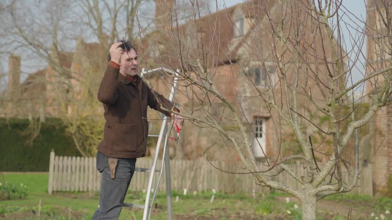 Winter pruning a fruit tree