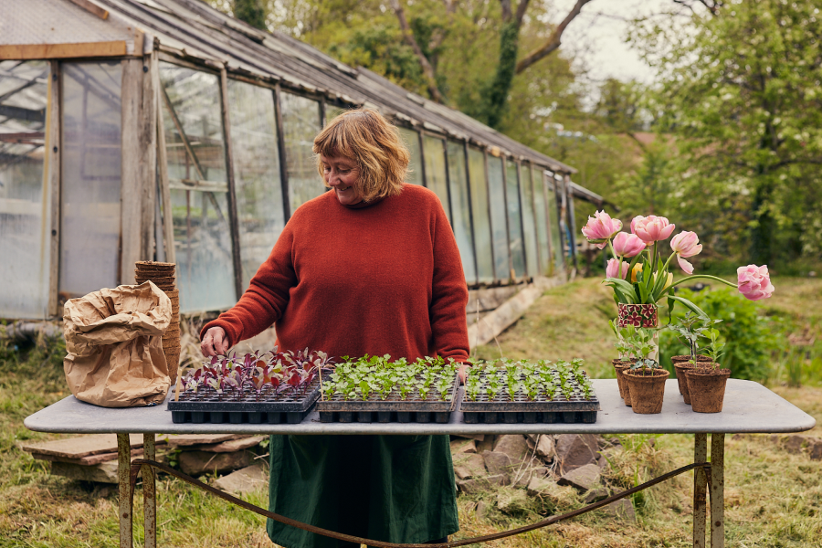 Jane Scotter seedlings