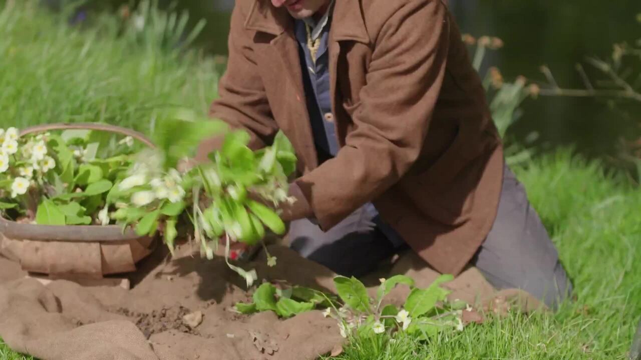 Lifting and dividing primulas