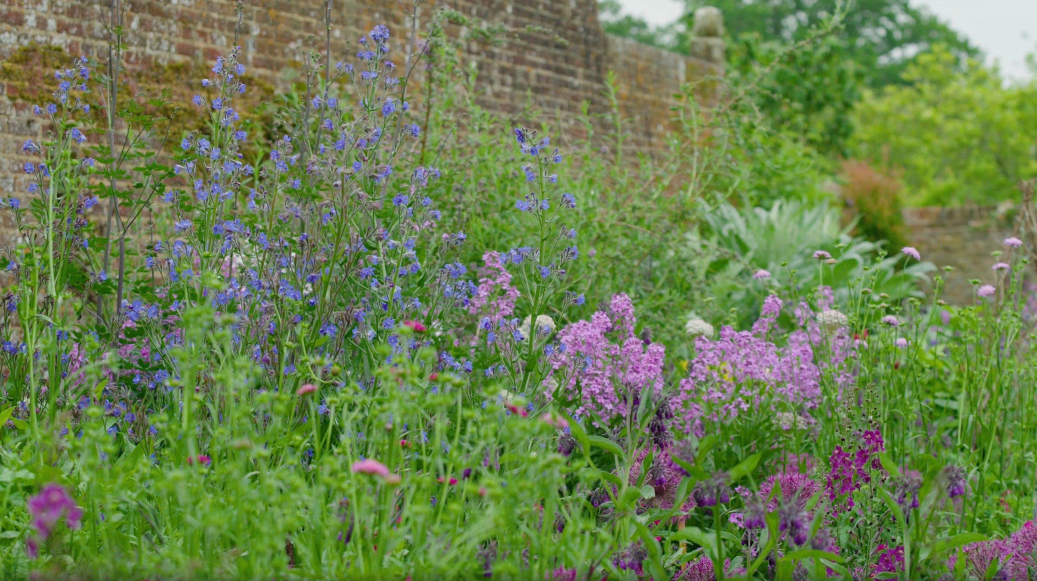 The Purple Border in mid-May