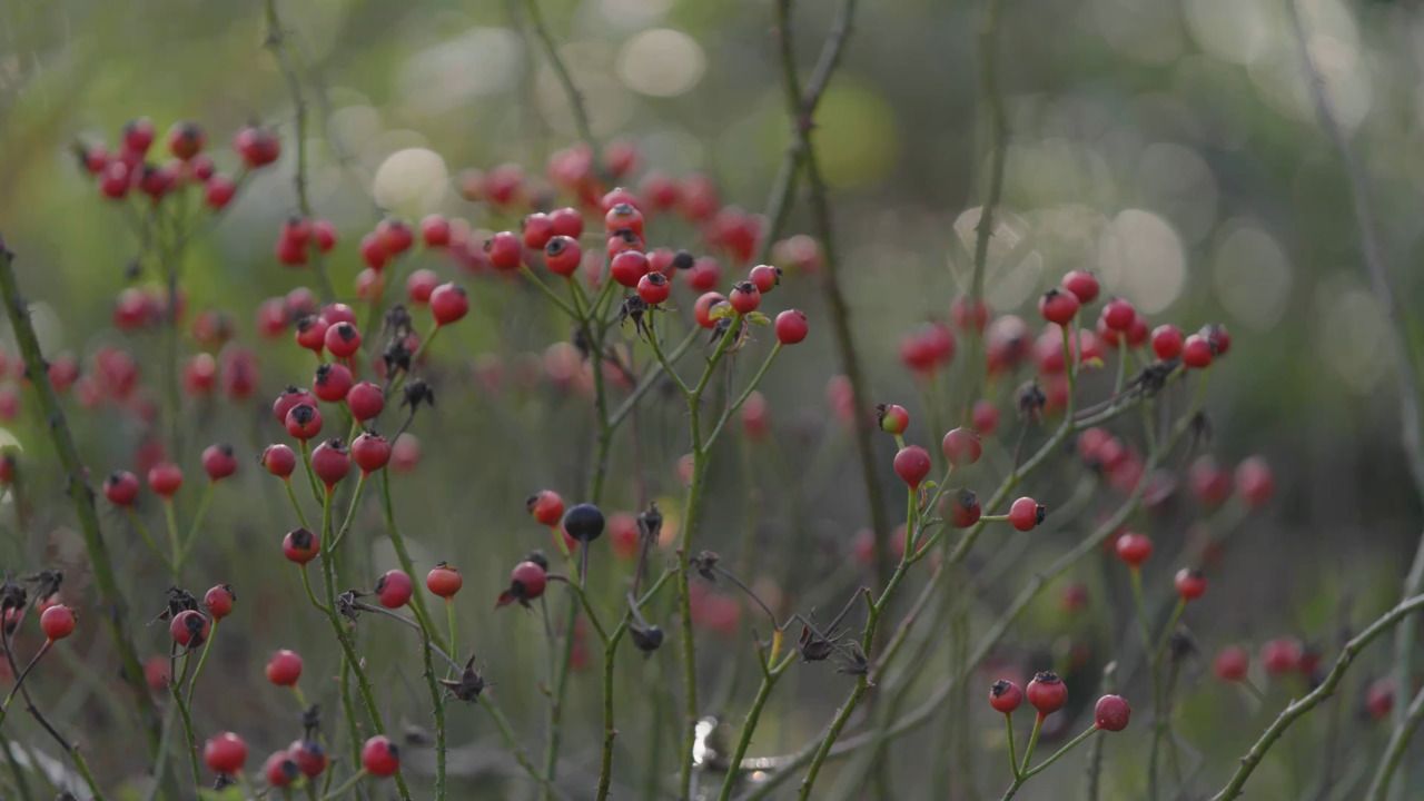 The beauty of rose hips in autumn