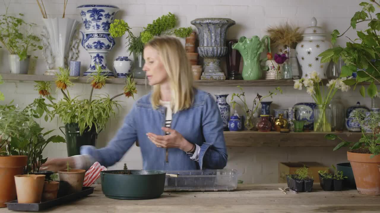 Growing part 1 - planting seeds