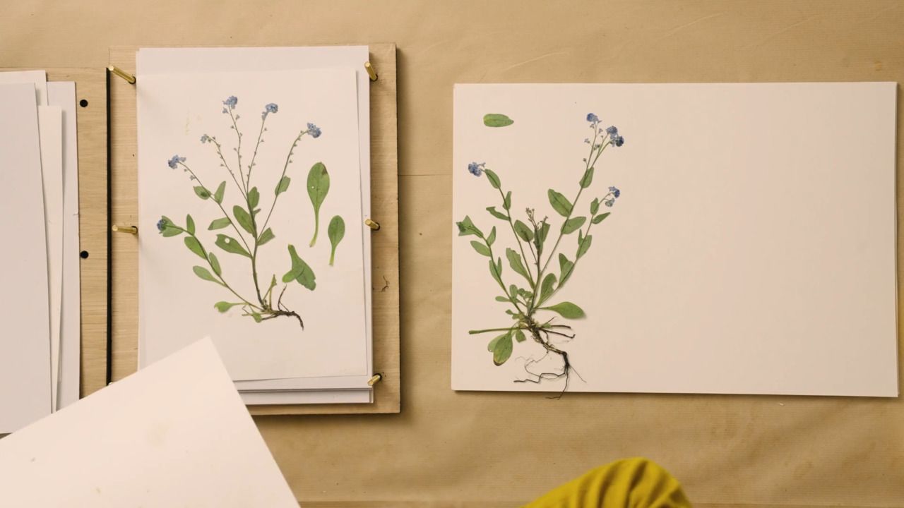 Core skills - Part 4: Removing flowers from the press