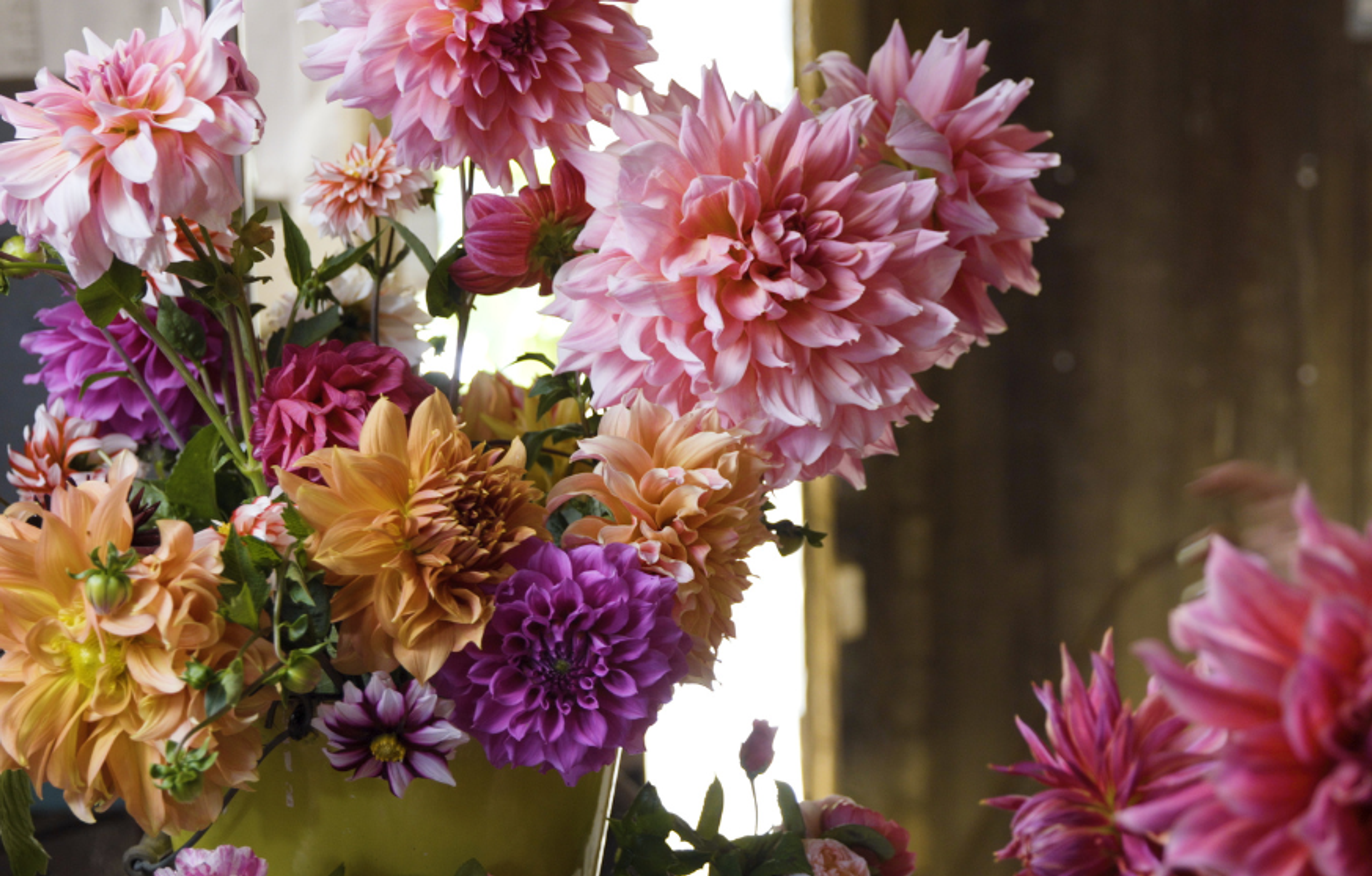 dahlias