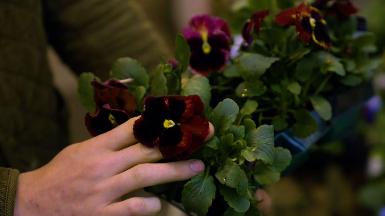 The garden centre - part 4: pot toppers