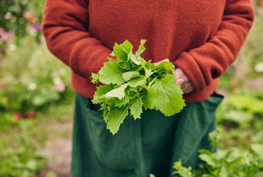 Biodynamic Lettuce