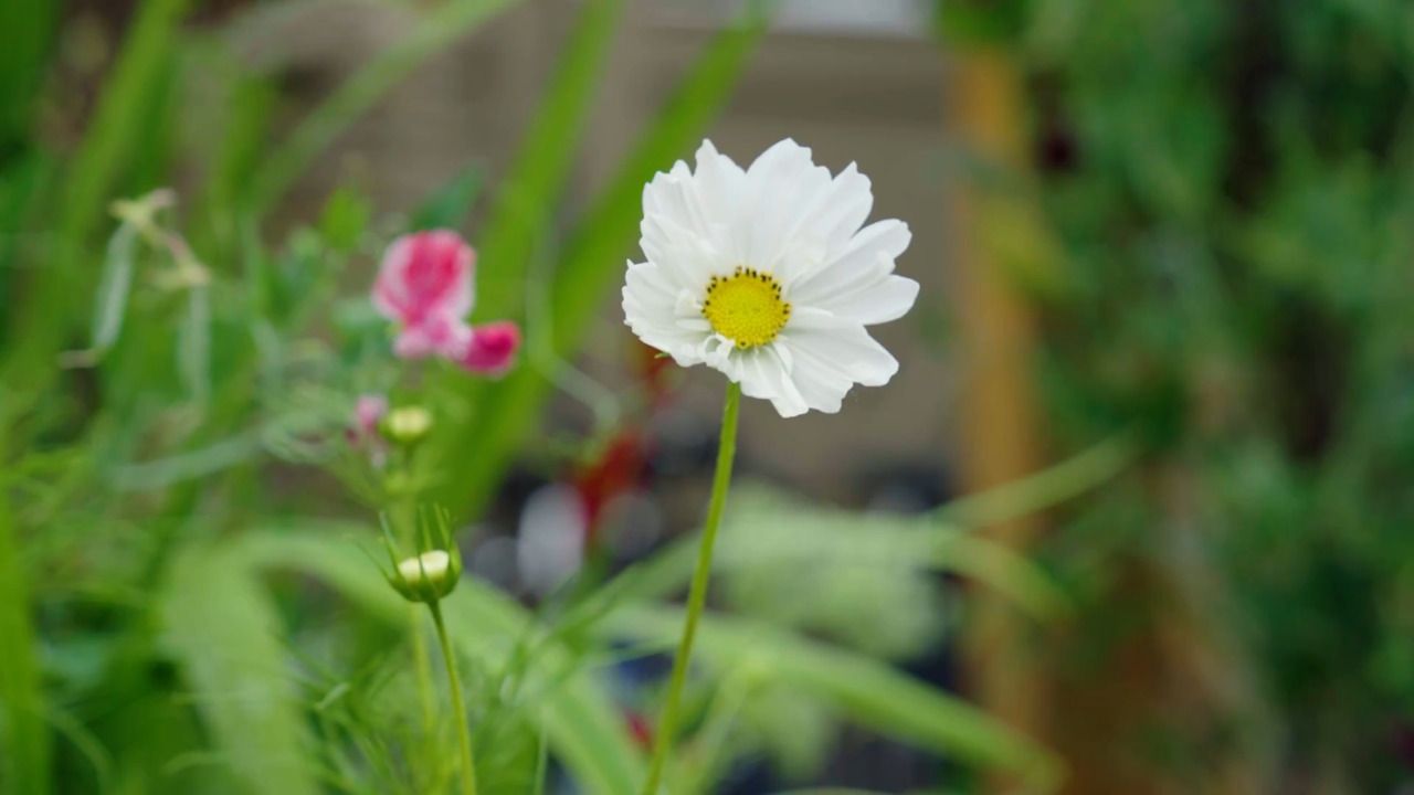 Planting a summer pot - part 1