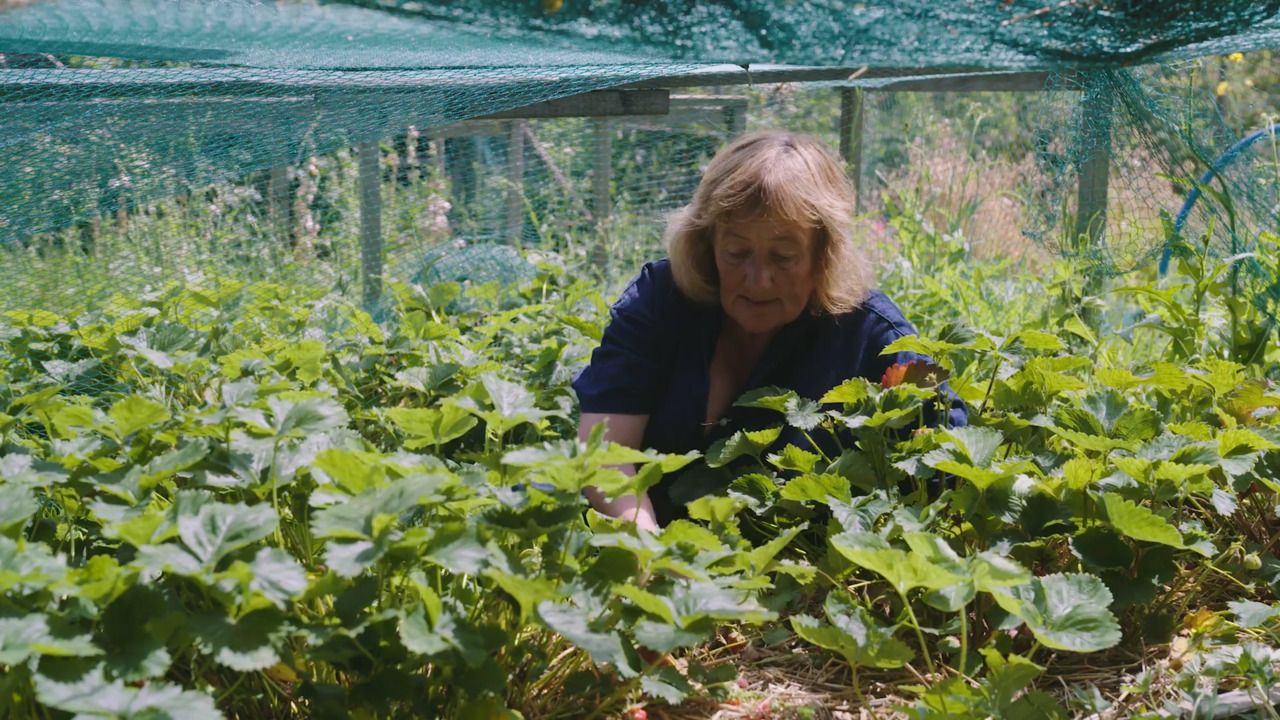 Growing soft fruit - Part 3: Strawberries 