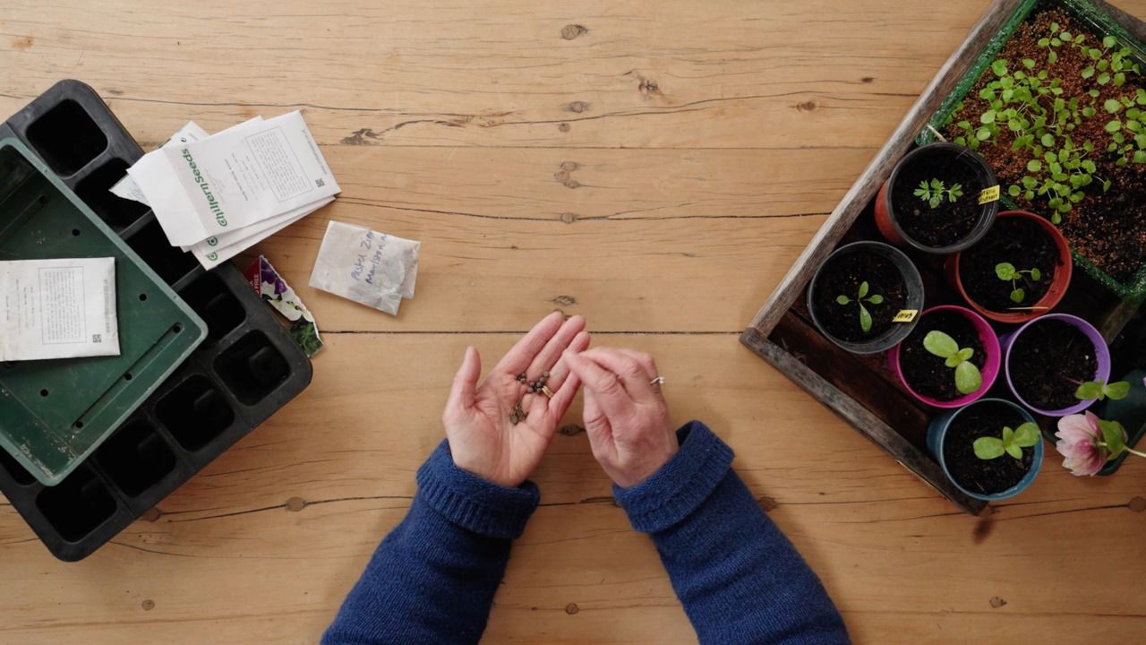 An overview of the sowing and growing process