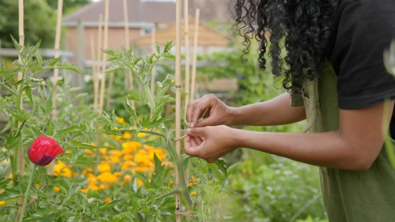 Taking care of your tomato plants