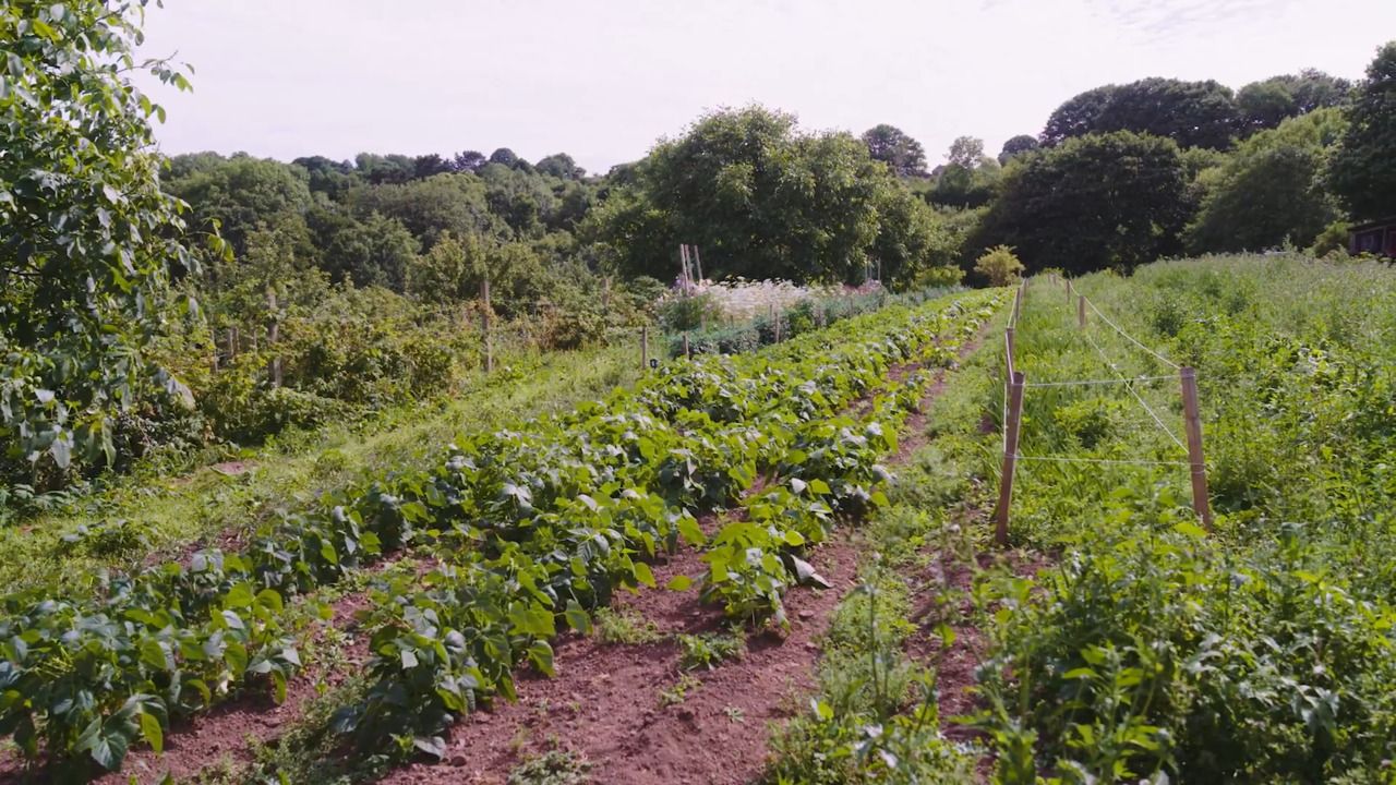 Caring for your plants 