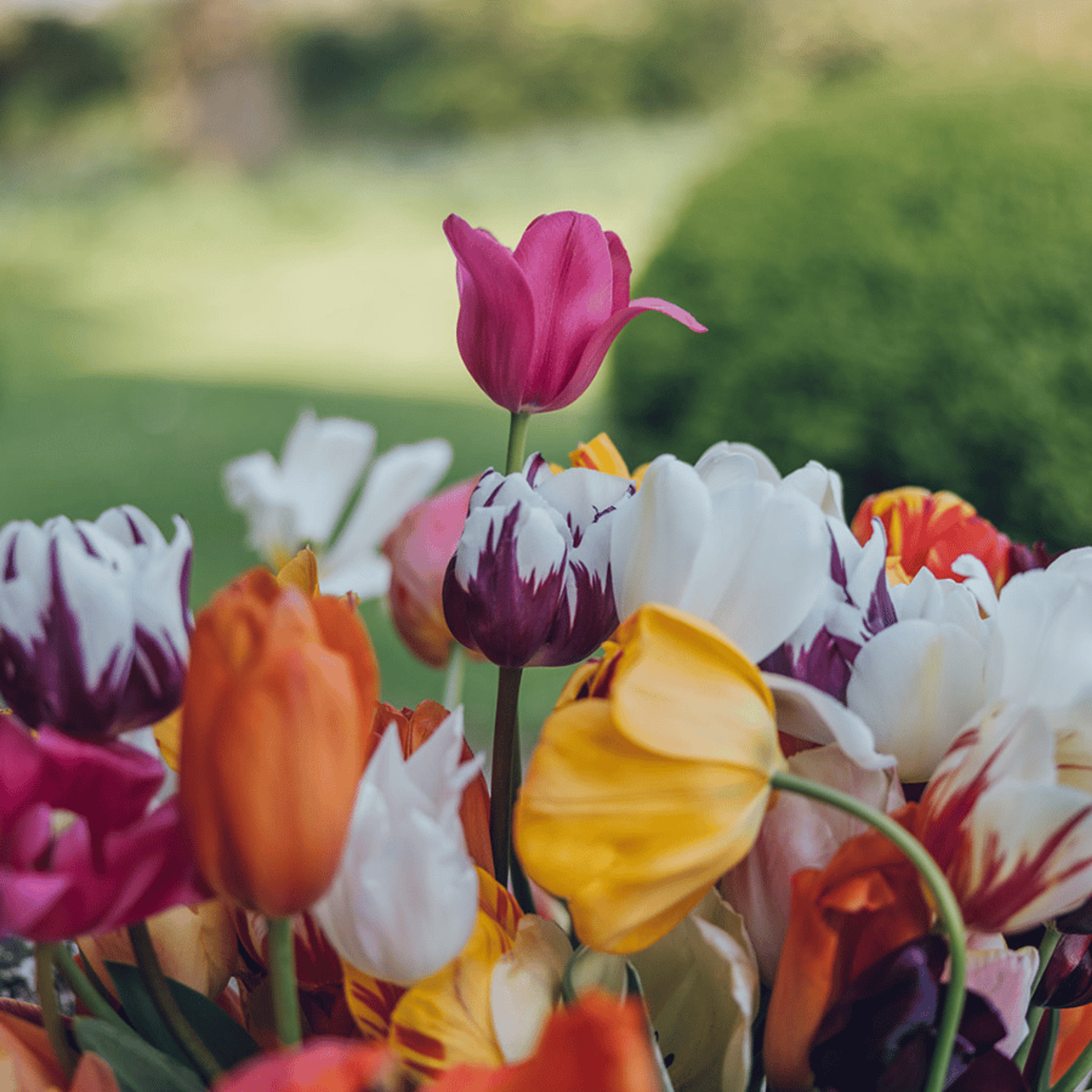 Tulips