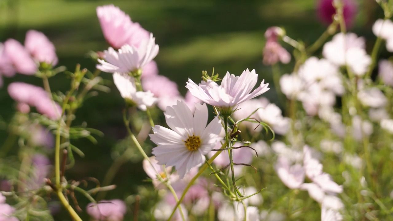 Planning your cut flower garden - Part 3: Adding cut flowers to existing beds