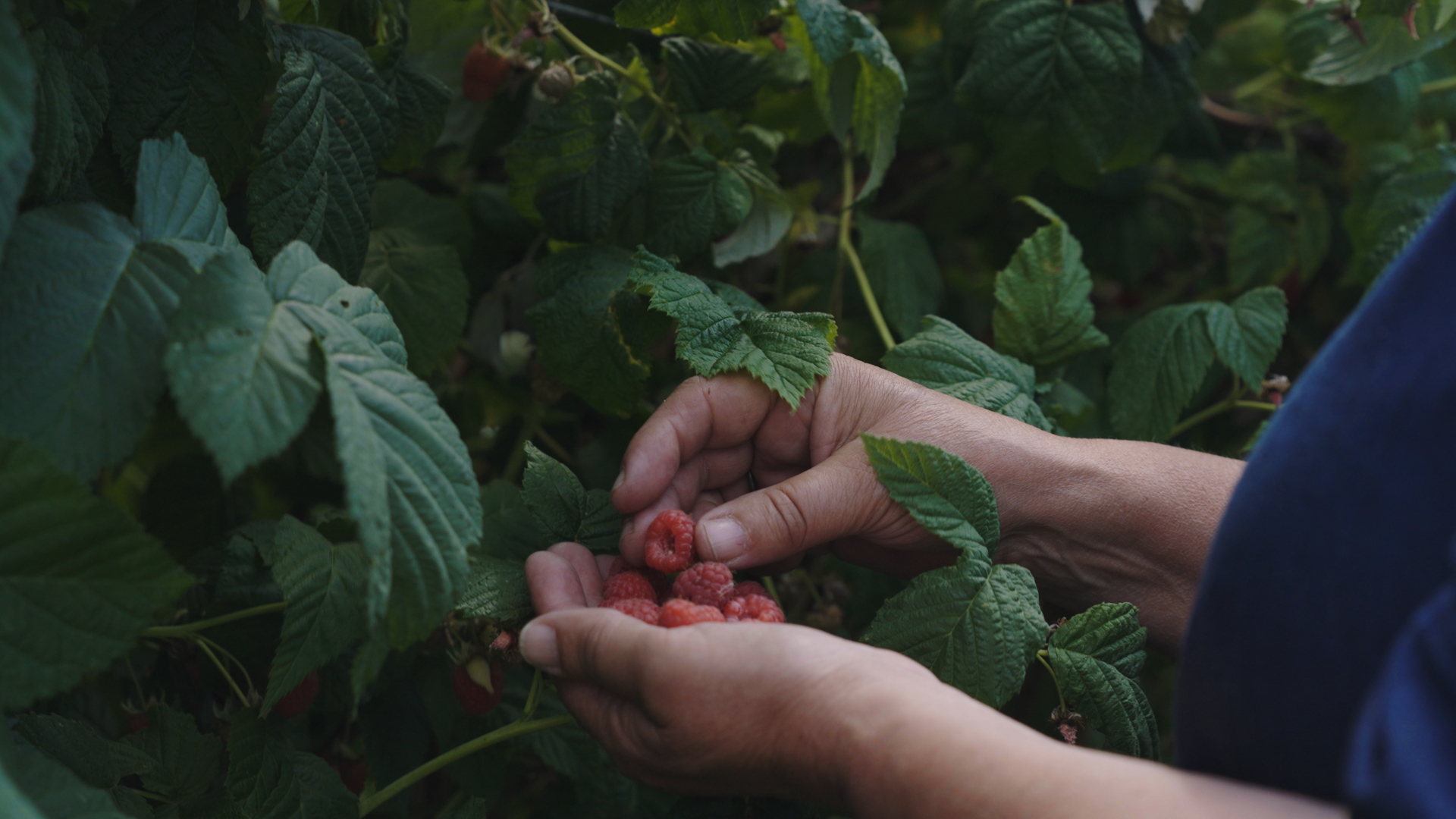 Two hands are harvesting raspberries from a tree, one hand is holding a handful of raspberries while the other picks them. 