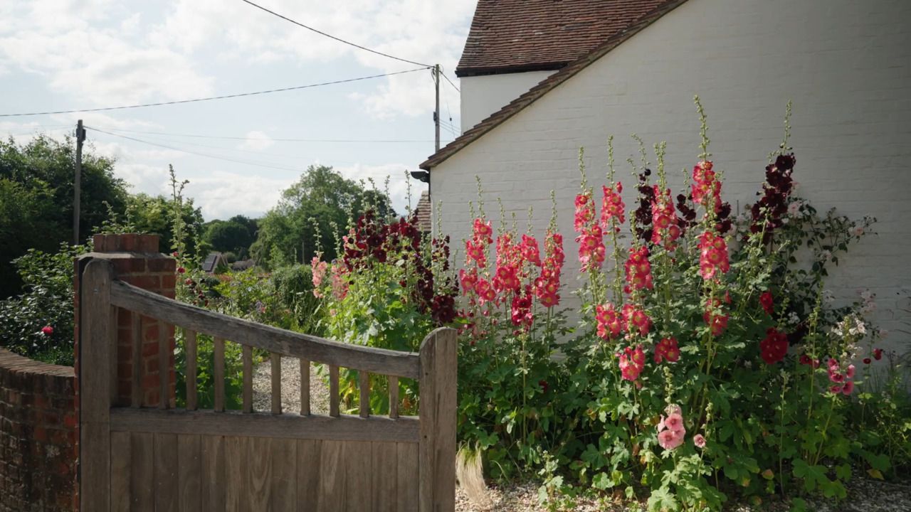 Growing hollyhocks in the gravel