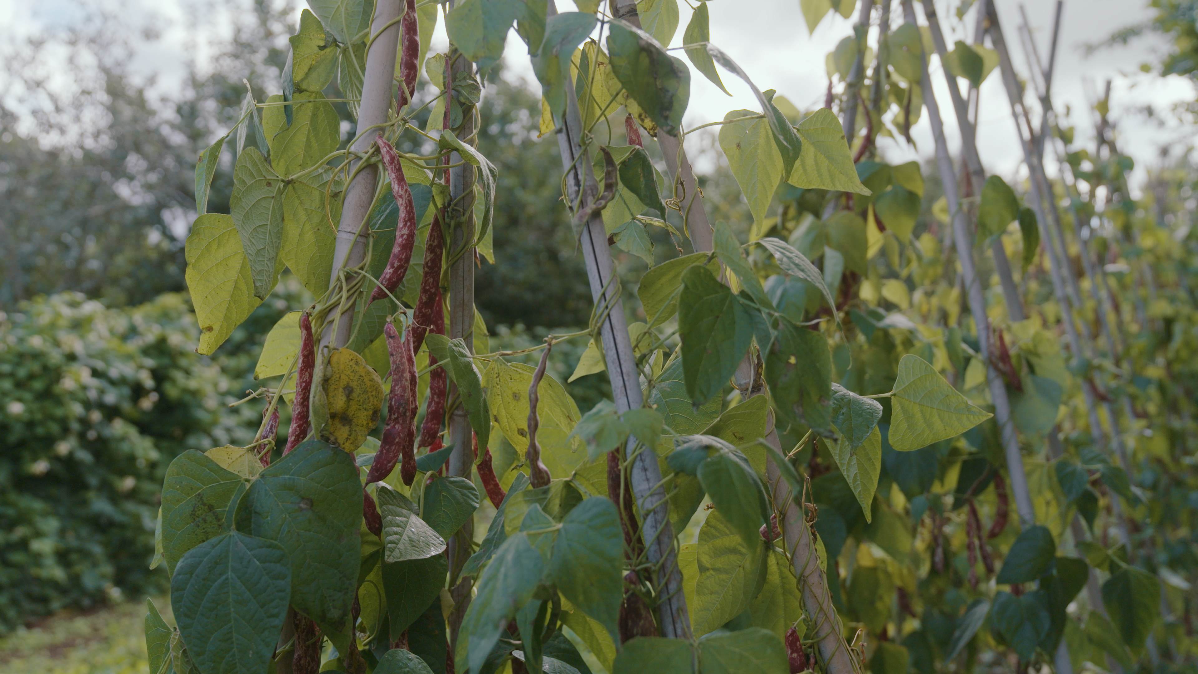 broad beans