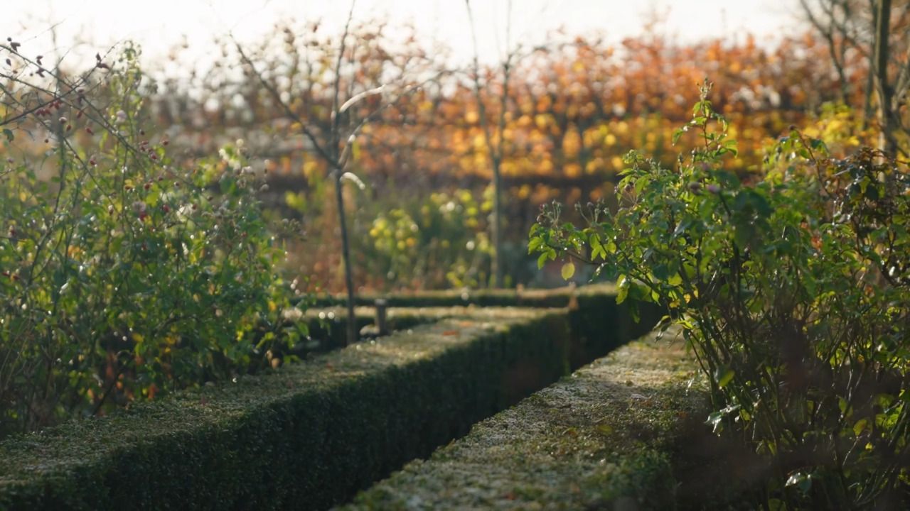 Pruning a shrub rose - part 1: The principles of pruning