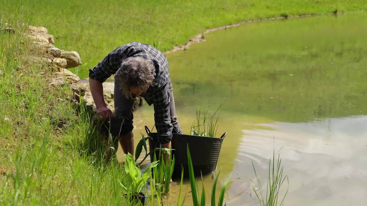 Planting the marginal shelf