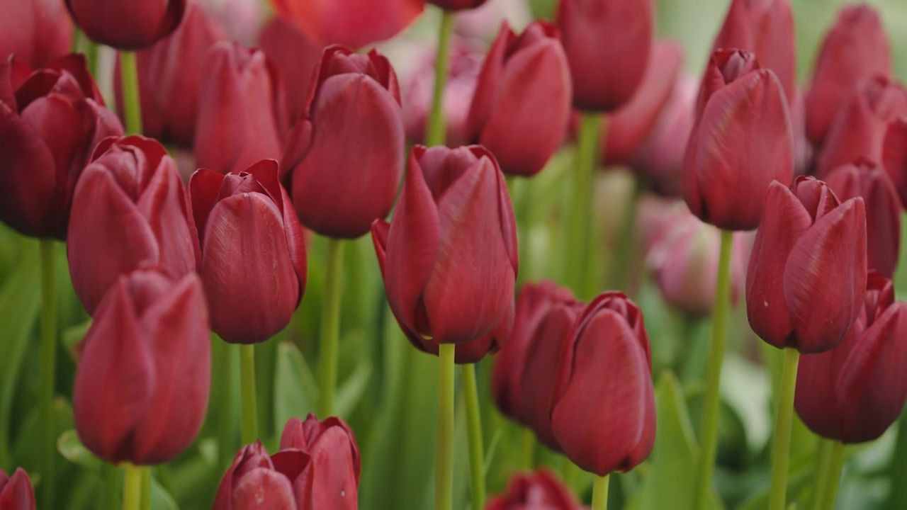 Growing and harvesting tulips for cut flowers
