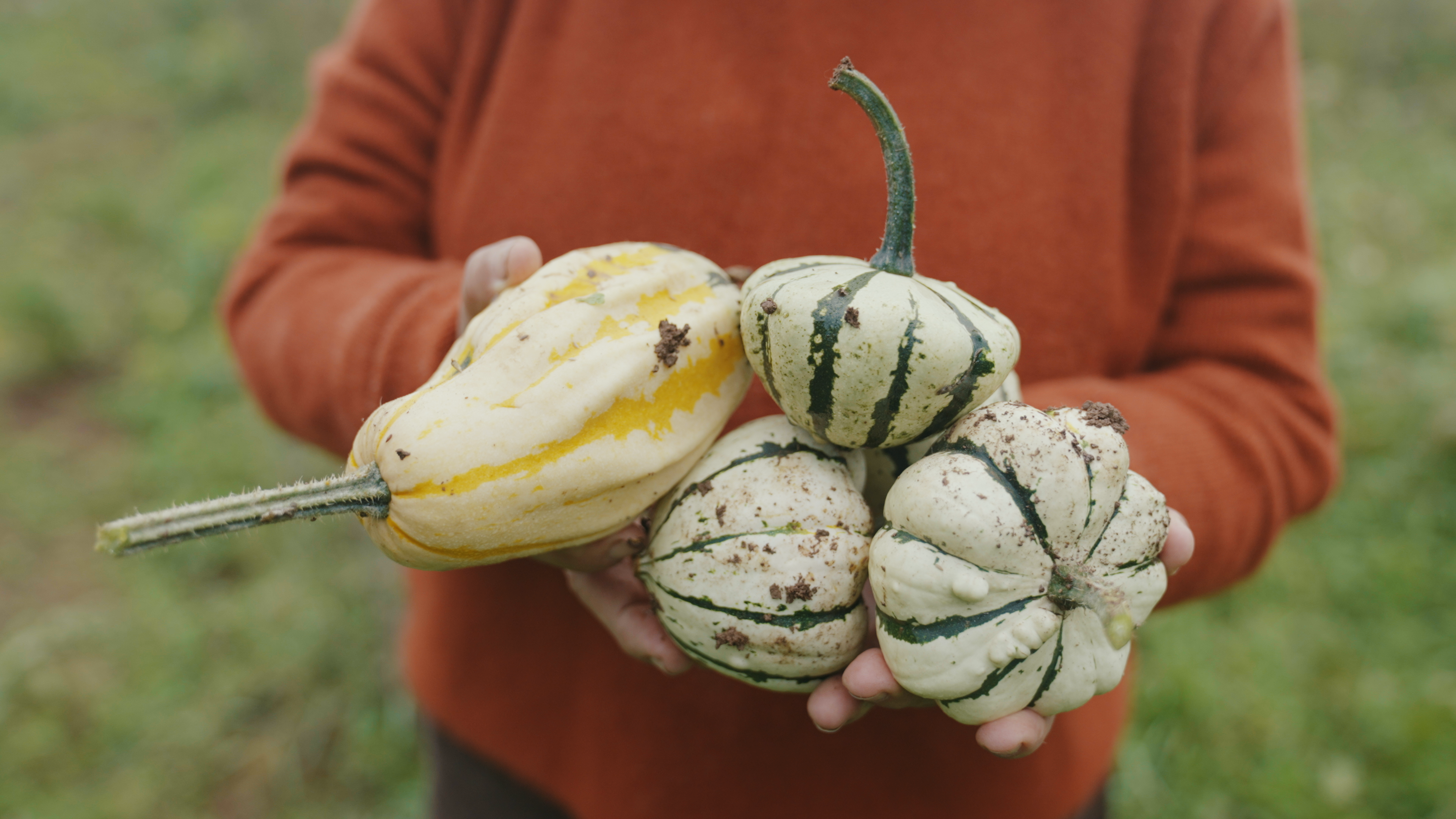 gourds