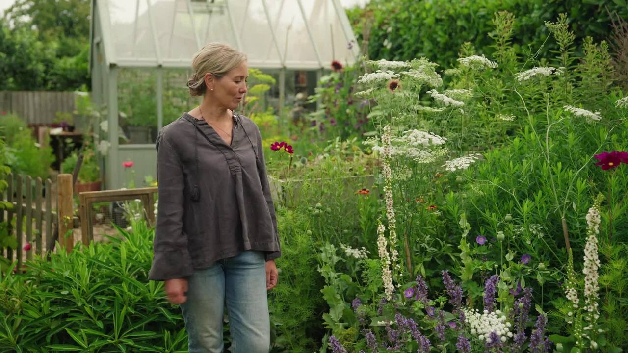 Flowers in the border grown from seed