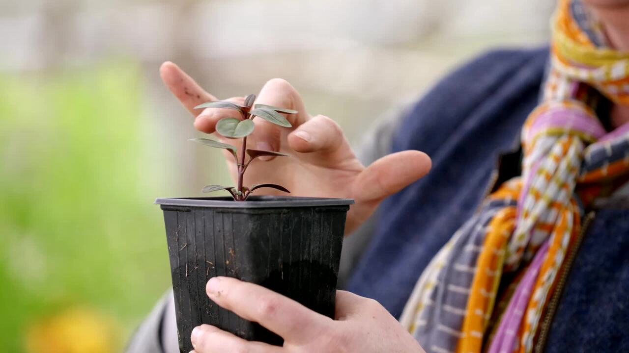 Pricking out and pinching out
