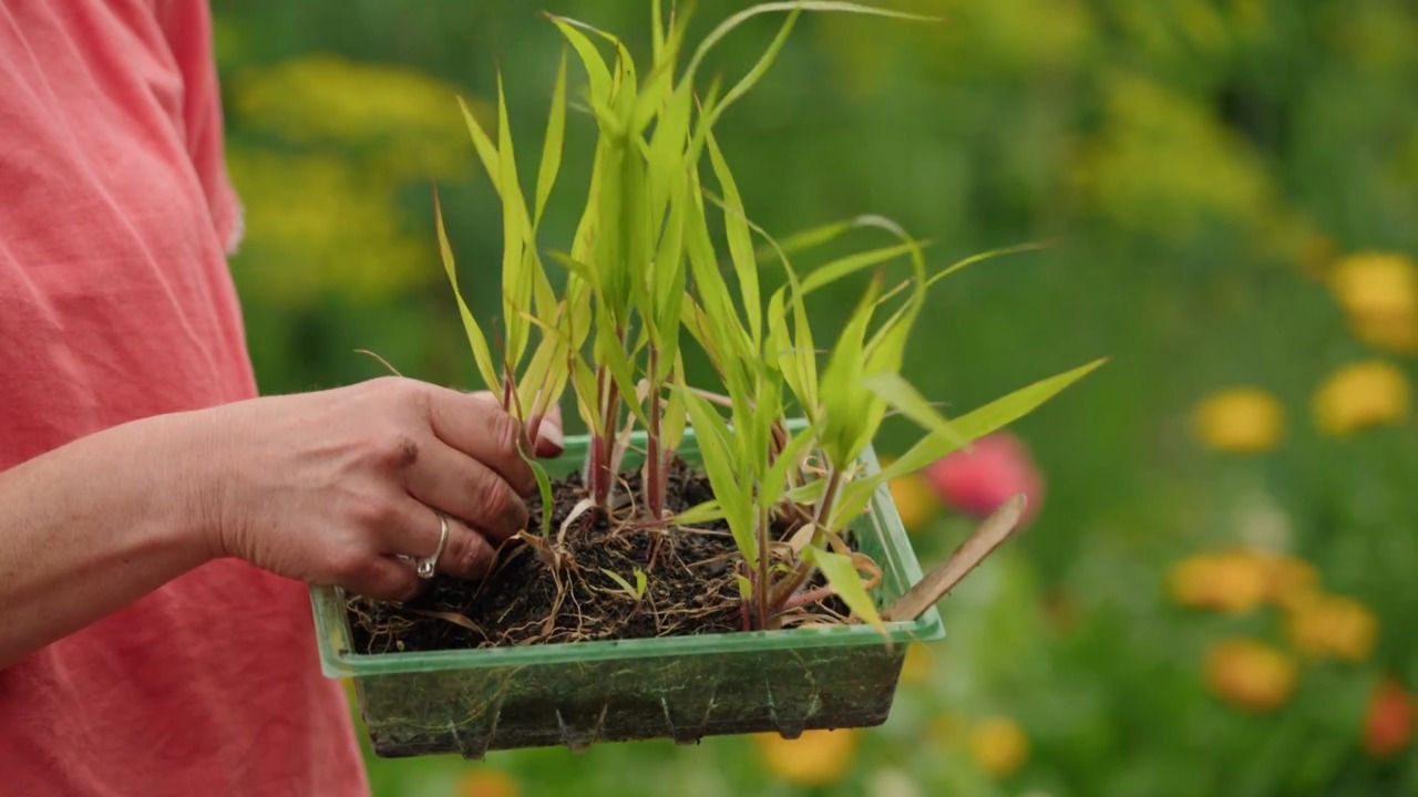 Planting up a container with seedlings