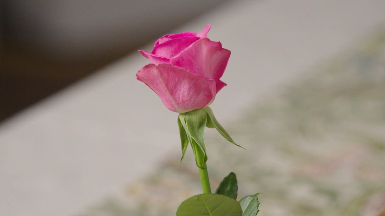 Painting a rose - Part 1