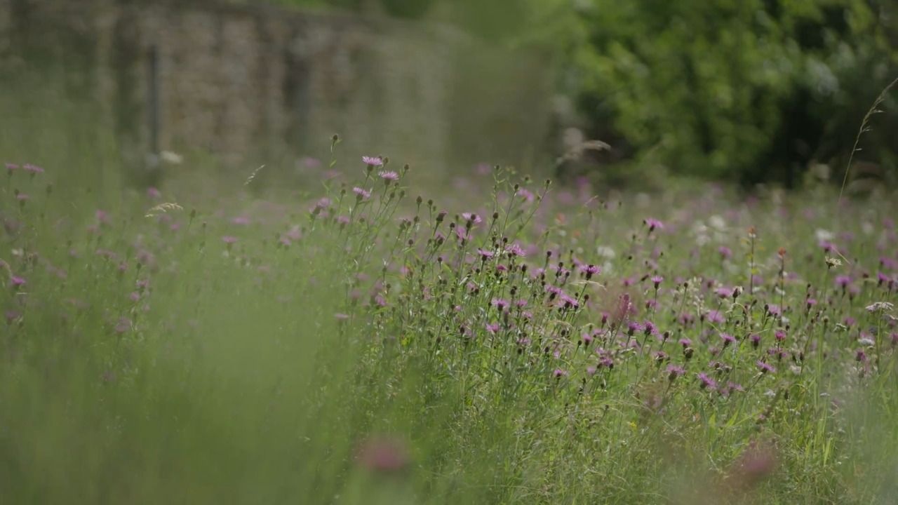 The Old Rectory: meadows 
