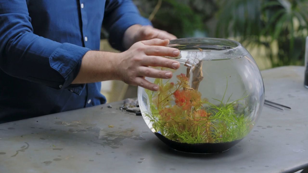 Aquascaping - part 2