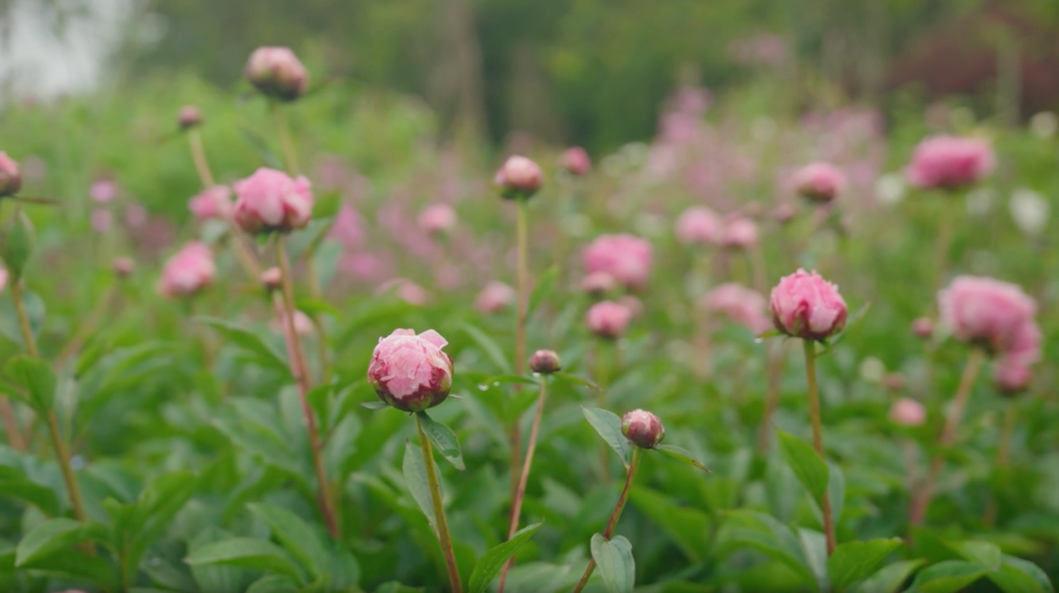  Pottering in the Rose Garden