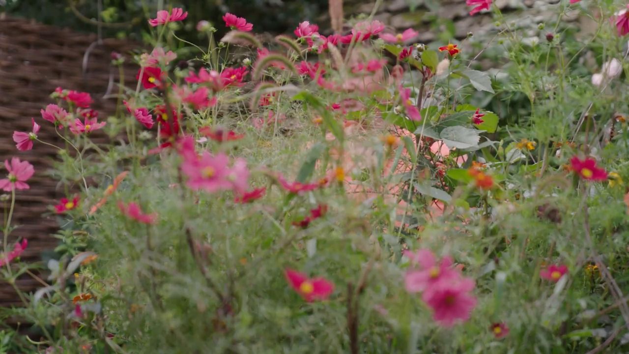 The big copper in bloom