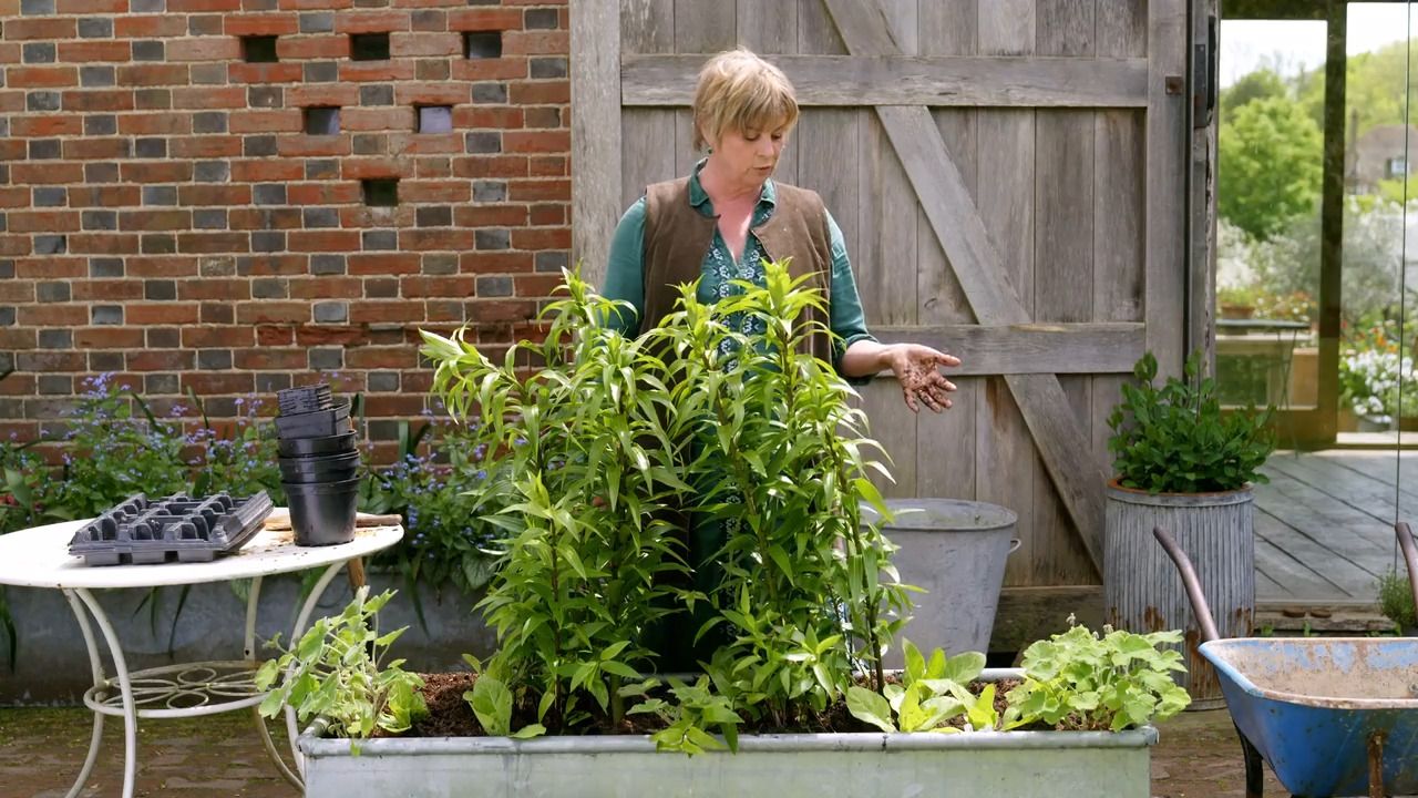 Planting a summer pot for a shady garden