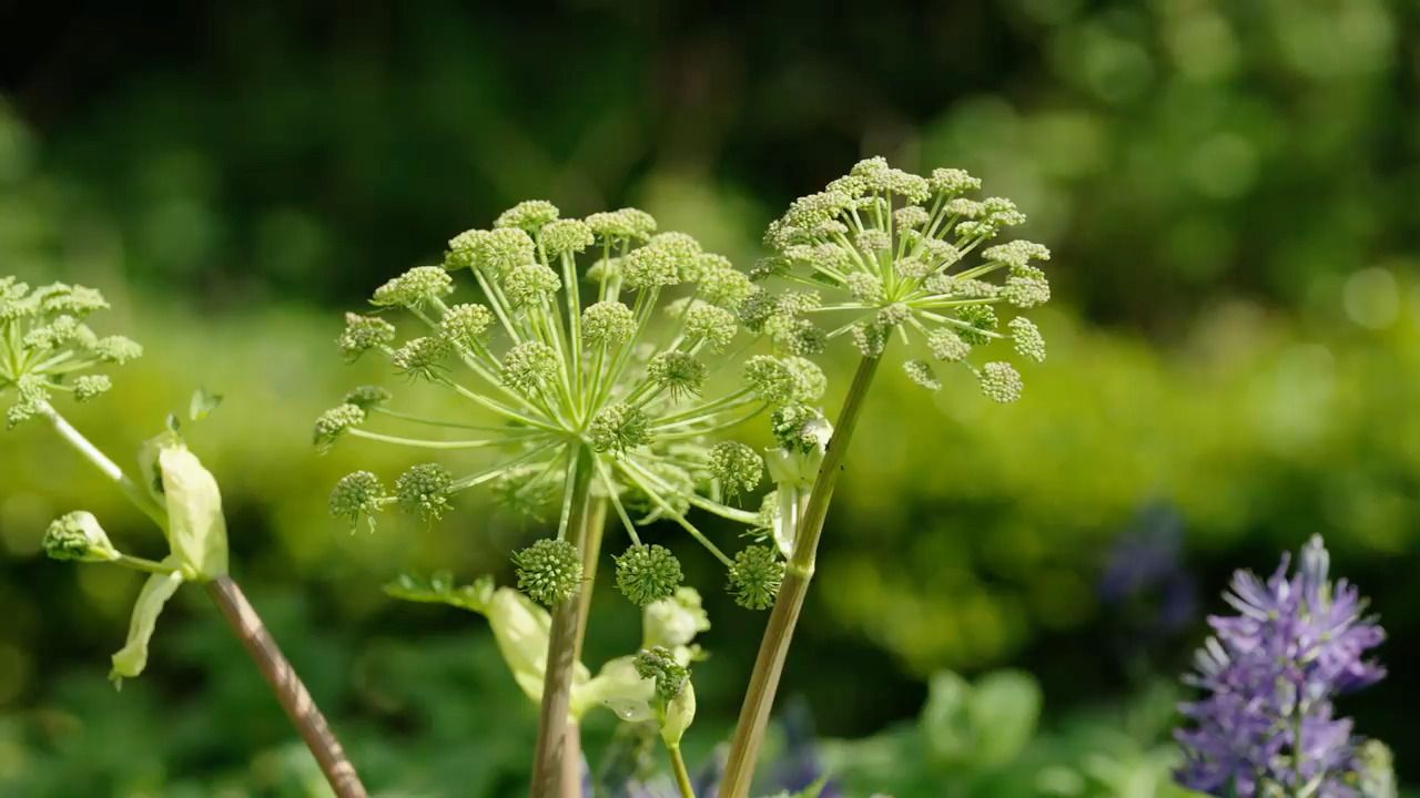 Cutting from the garden in spring - Part 2: Angelica and apple blossom