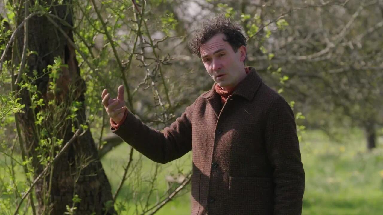 Early spring bulbs in the Orchard