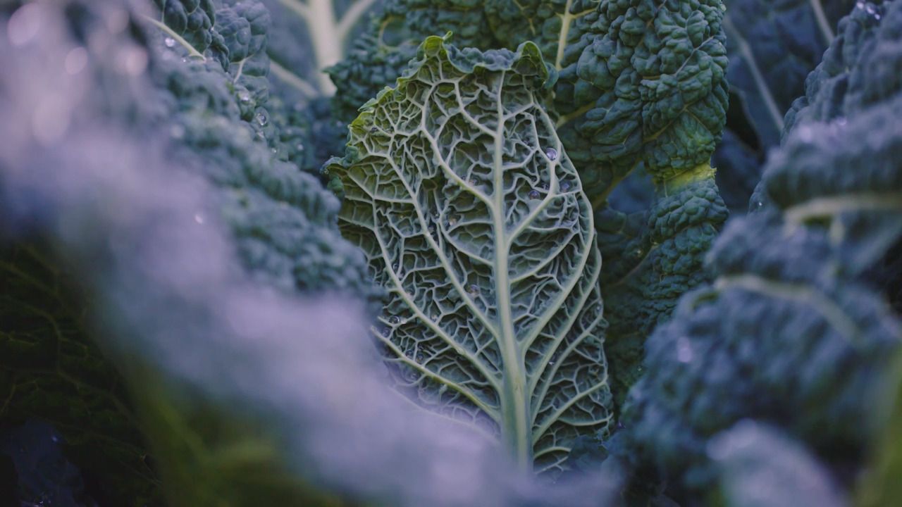 How to plan your plot - Part 2: Choosing what to grow 