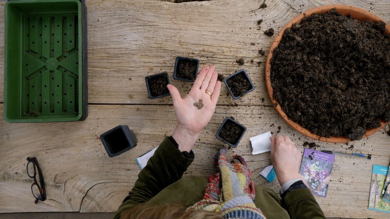 Sowing Cobaea scandens